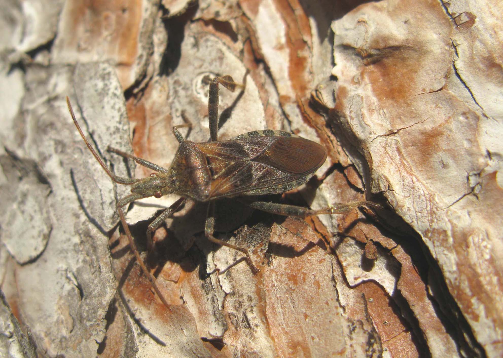 Coreidae: Leptoglossus occidentalis del Lazio (RM)